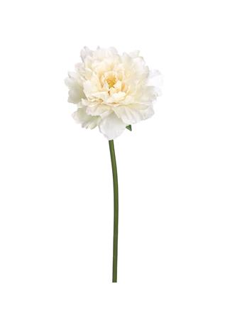 ALL STATE FLORAL - 19" Peony Silk Flower Stem CREAM/BLUSH