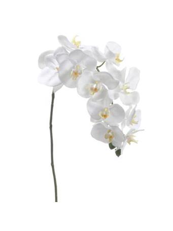 ALL STATE FLORAL - Phalaenopsis Spray WHITE