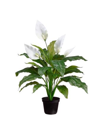 UMA - Peace Lily Spathiphyllum Silk Plant GREEN