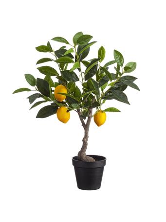 UMA - Silk Lemon Fruiting Tree YELLOW