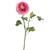 CERISE