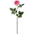 CERISE